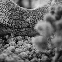 AF-S Nikkor 105 mm F1,4E ED