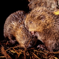 Tomáš Hulík v Nikon Photo Gallery