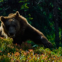 Tomáš Hulík v Nikon Photo Gallery