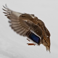 Tomáš Hulík v Nikon Photo Gallery