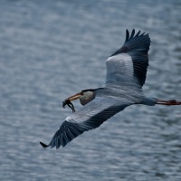 Tomáš Hulík v Nikon Photo Gallery