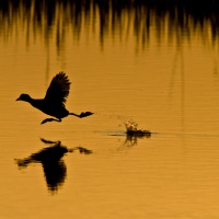 Tomáš Hulík v Nikon Photo Gallery