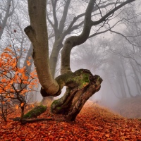 Tomáš Morkes v Nikon Photo Gallery
