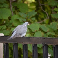 AF-P Nikkor 70–300 mm F4,5–5,6E ED VR