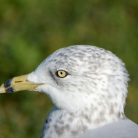 AF-S Nikkor 200–500 mm F5,6E ED VR - bokeh