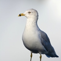 AF-S Nikkor 200–500 mm F5,6E ED VR