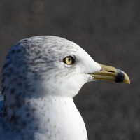 AF-S Nikkor 200–500 mm F5,6E ED VR