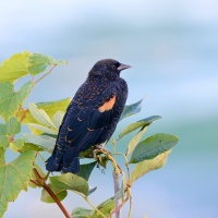 AF-S Nikkor 200–500 mm F5,6E ED VR