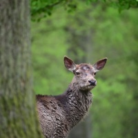AF-S Nikkor 200–500 mm F5,6E ED