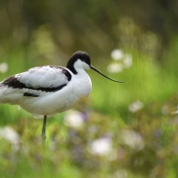 AF-S Nikkor 200–500 mm F5,6E ED