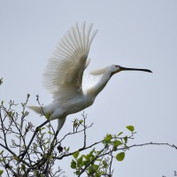 AF-S Nikkor 200–500 mm F5,6E ED
