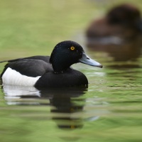 AF-S Nikkor 200–500 mm F5,6E ED