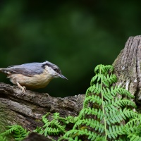 AF-S Nikkor 200–500 mm F5,6E ED