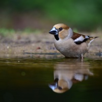 AF-S Nikkor 200–500 mm F5,6E ED