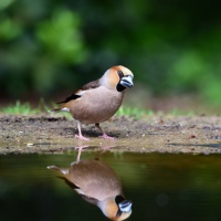 AF-S Nikkor 200–500 mm F5,6E ED