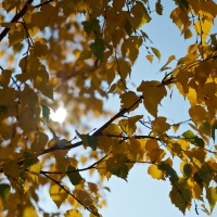 Nikon D3, clona F2,8