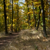 Nikon D3, clona F2,8