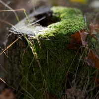 Nikon D3, clona F2