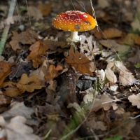 Nikon D3, clona F2,8