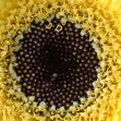 AF-S VR Micro-Nikkor 105 mm F2,8G IF-ED