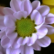 AF-S VR Micro-Nikkor 105 mm F2,8G IF-ED