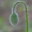 AF-S VR Micro-Nikkor 105 mm F2,8G IF-ED