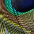 AF-S VR Micro-Nikkor 105 mm F2,8G IF-ED