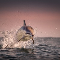Foto George Karbus