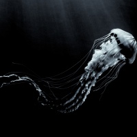 Foto George Karbus