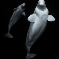 Foto George Karbus
