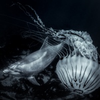Foto George Karbus
