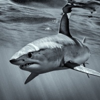 Foto George Karbus