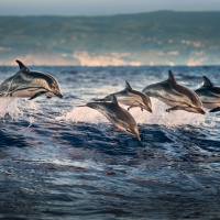 Foto George Karbus