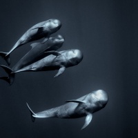 Foto George Karbus