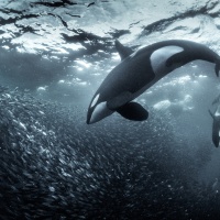 Foto George Karbus