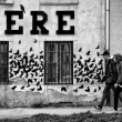 Crows / Foto Dalibor Papcun