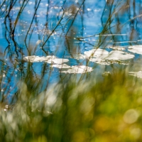 Lekníny | Foto Markéta Butalová