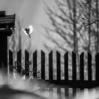 U krmítka | Foto Markéta Butalová