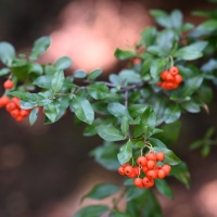 Nikkor Z 85 mm f/1,8 S