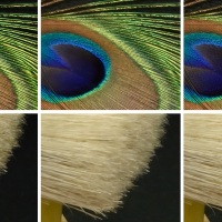 Nikon 1 J5