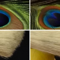 Nikon 1 J5