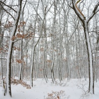 nikon1-s1_demo_11