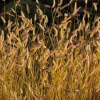 ohnisko 200 mm, pracovní clona F4, ISO 100