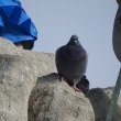 Nikon Coolpix P900