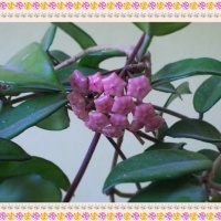 Nikon Coolpix S30