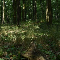 Nikon D810