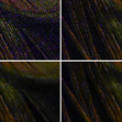 Nikon D780 – ISO 204 800