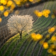 Nikon kalendář 2019