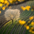 Nikon kalendář 2019