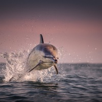 Příběhy divokého oceánu / Wild Ocean Stories © George Karbus: Delfín obecný při výskoku v překrásném východu slunce u ostrova Blasket Island, Západní pobřeží Irska / Common dolphin jumps during a beautiful sunrise near Blasket Island, West Coast of Ireland